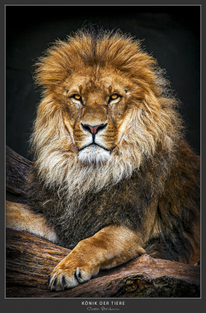 König der Tiere - Afrika
